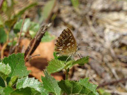 Polyommatus coridon